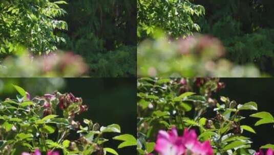 粉红色花朵绿化带高清在线视频素材下载