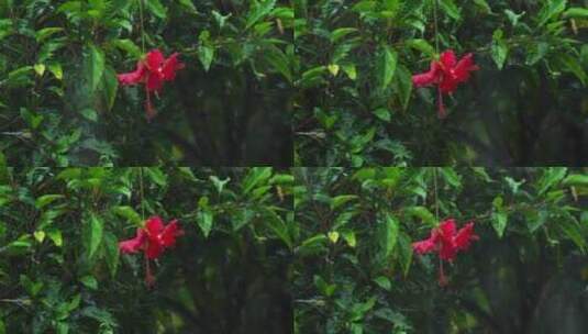 大雨下的芙蓉花高清在线视频素材下载