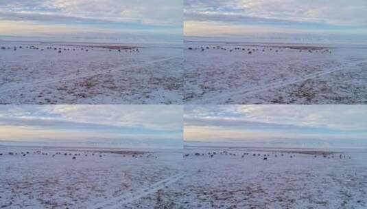 冬季的巴音布鲁克草原高清在线视频素材下载
