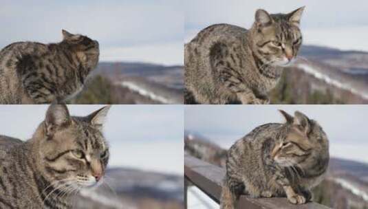 滑雪场悠闲的猫咪4K素材高清在线视频素材下载