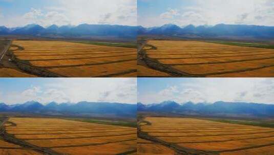 新疆哈密秋季的天山麦田高清在线视频素材下载