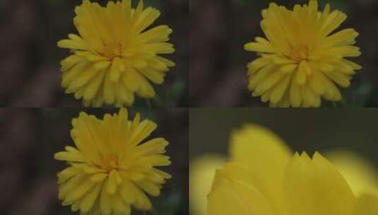 拍摄花朵微距高清在线视频素材下载