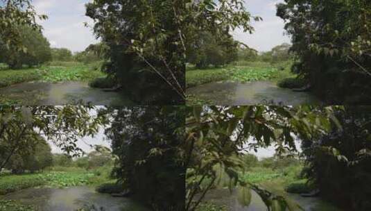西溪国家湿地公园周家村入口高清在线视频素材下载
