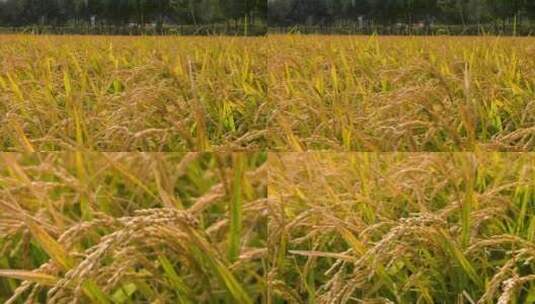 秋天水稻成熟高清在线视频素材下载