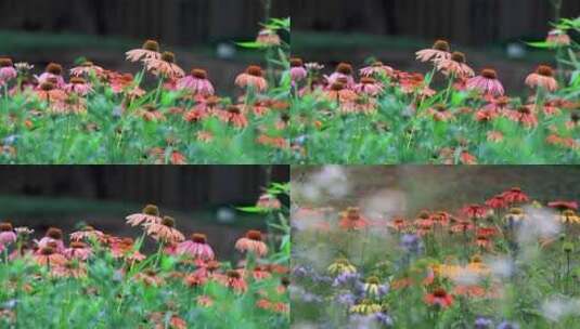 紫松果菊花粉色红色视频素材高清在线视频素材下载