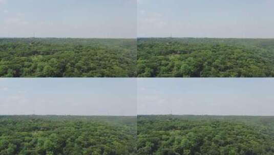 夏季的森林风光高清在线视频素材下载