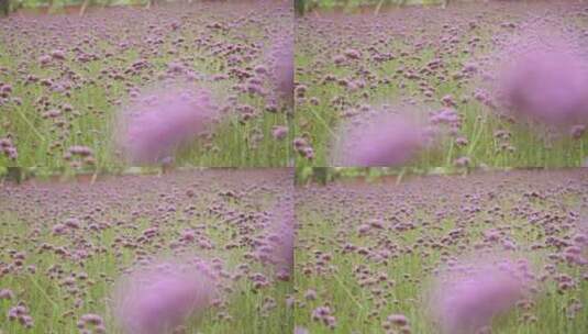 马鞭草 花朵2高清在线视频素材下载