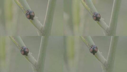 四星瓢虫吃蚜虫LOG高清在线视频素材下载