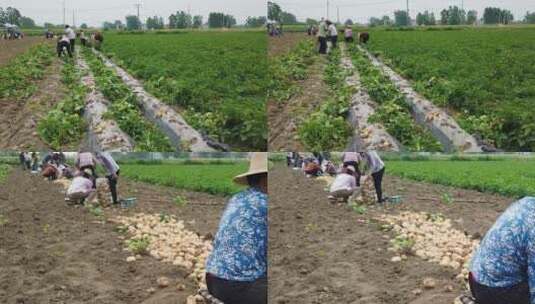 土豆种植基地高清在线视频素材下载