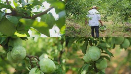 奈李种植基地高清在线视频素材下载