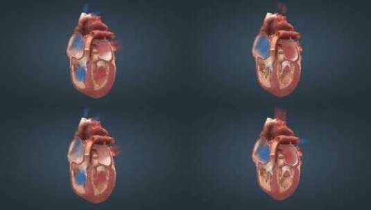 心脏泵血人体发动机重要器官三维动画14高清在线视频素材下载