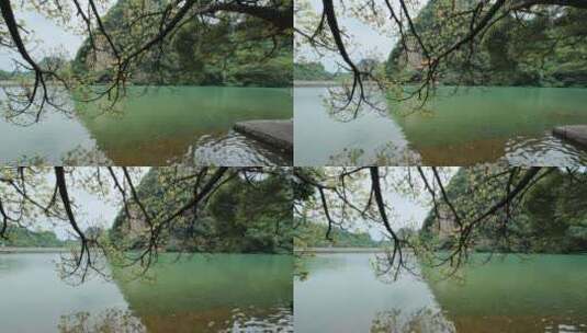 广西柳州龙潭公园池塘边树荫高清在线视频素材下载