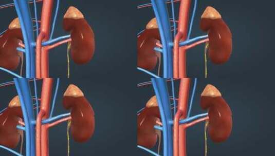 肾脏过滤血液过程形成尿液高清在线视频素材下载