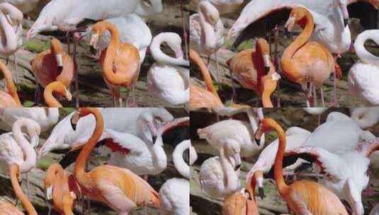 广州长隆野生动物园的火烈鸟高清在线视频素材下载
