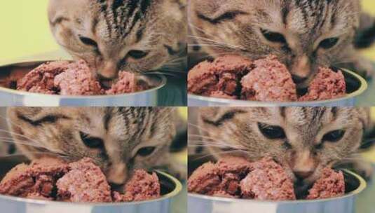 猫猫舔舌头吃罐头近景3个角度高清在线视频素材下载