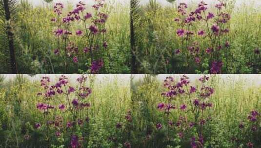 紫色花朵的特写镜头高清在线视频素材下载