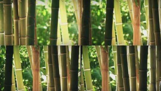 竹子的背景高清在线视频素材下载