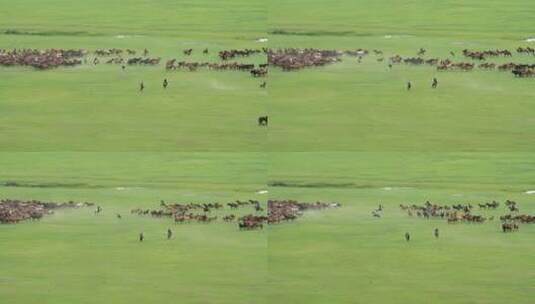 呼伦贝尔草原牧场马群高清在线视频素材下载