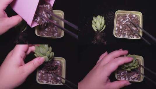 花盆营养土种植多肉植物家庭盆栽DIY高清在线视频素材下载