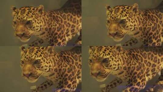 花豹黑豹金钱豹雪豹包子标本模型高清在线视频素材下载