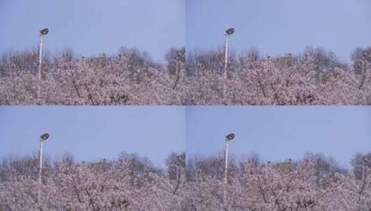 武汉大学校园鲲鹏广场春天樱花季盛开的樱花高清在线视频素材下载