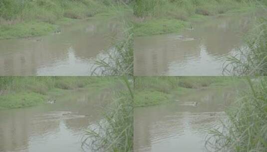 河流小溪青草鸭子合集高清在线视频素材下载
