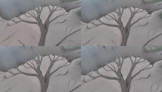 鄱阳湖生命之树特写航拍视频高清在线视频素材下载