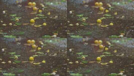地上的银杏果高清在线视频素材下载