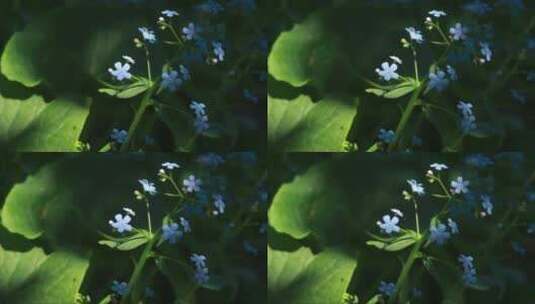 绿叶上的蓝色花朵高清在线视频素材下载