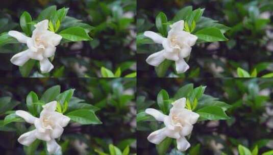 白色的栀子花 (2)高清在线视频素材下载