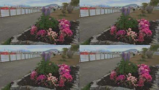 海岸花池里的花朵高清在线视频素材下载