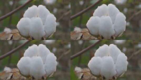 田野里的棉花高清在线视频素材下载
