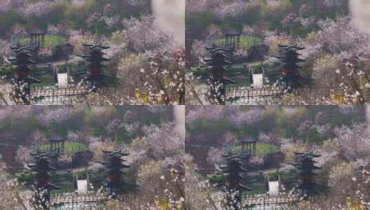 杭州樱花园樱花盛开高清在线视频素材下载