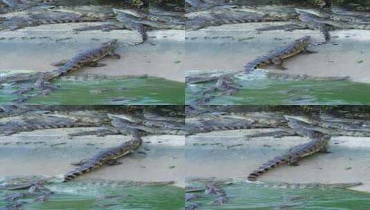 鳄鱼养殖高清在线视频素材下载