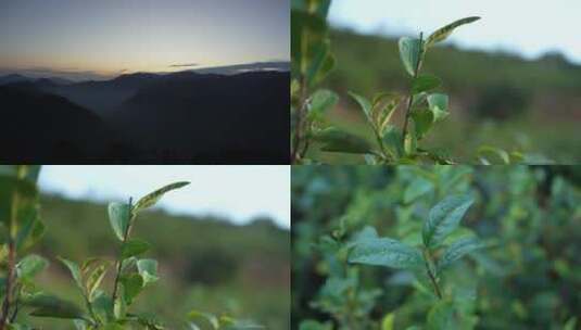 茶山和茶叶高清在线视频素材下载