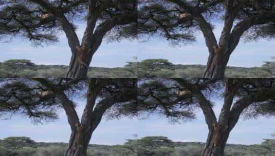 小心翼翼下树的幼狮高清在线视频素材下载