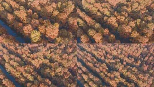 秋天武汉涨渡湖湿地红叶杉树高清在线视频素材下载