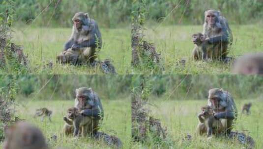 大猴子给小猴子捉身上的虱子高清在线视频素材下载
