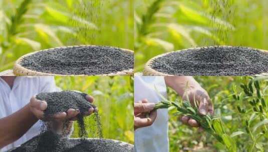 芝麻产地高清在线视频素材下载