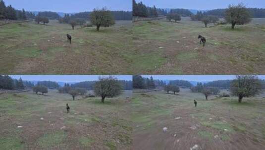 高清航拍草原马奔跑森林自然风光高清在线视频素材下载