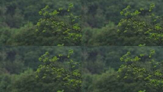 江南春天春雨雨滴绿色植物升格空镜高清在线视频素材下载