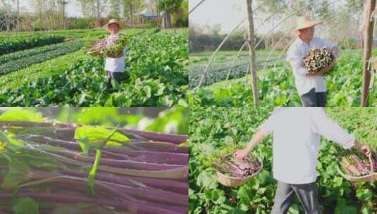 湖北红菜苔高清在线视频素材下载