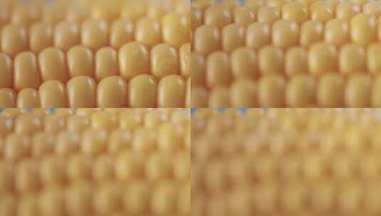 新鲜玉米高清在线视频素材下载