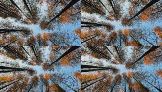 深冬水杉之美空镜素材高清在线视频素材下载