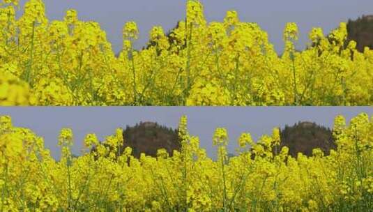 春暖花开油菜花花海高清在线视频素材下载