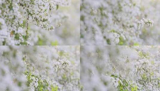 春天雪柳花白色小花满枝盛开高清在线视频素材下载