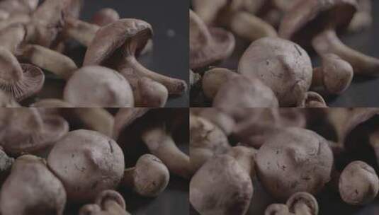 新鲜松蘑红蘑松树蘑菇LOG视频素材高清在线视频素材下载