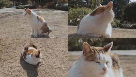 复兴岛公园晒太阳的流浪猫高清在线视频素材下载