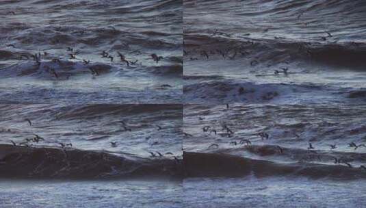 山东威海海面上搏击风浪的海鸥高清在线视频素材下载