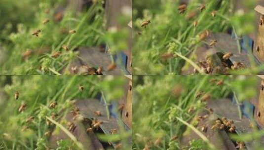 春天的蜜蜂慢镜头高清在线视频素材下载